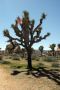 13JoshuaTree - 57